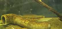 Crenicichla Lepidota (jacunda) 9/13cm