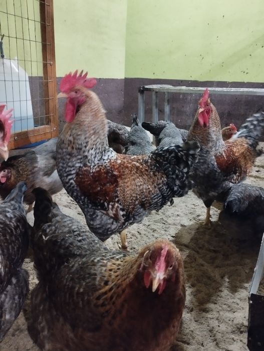 Інкубаційне яйце Білефельдора