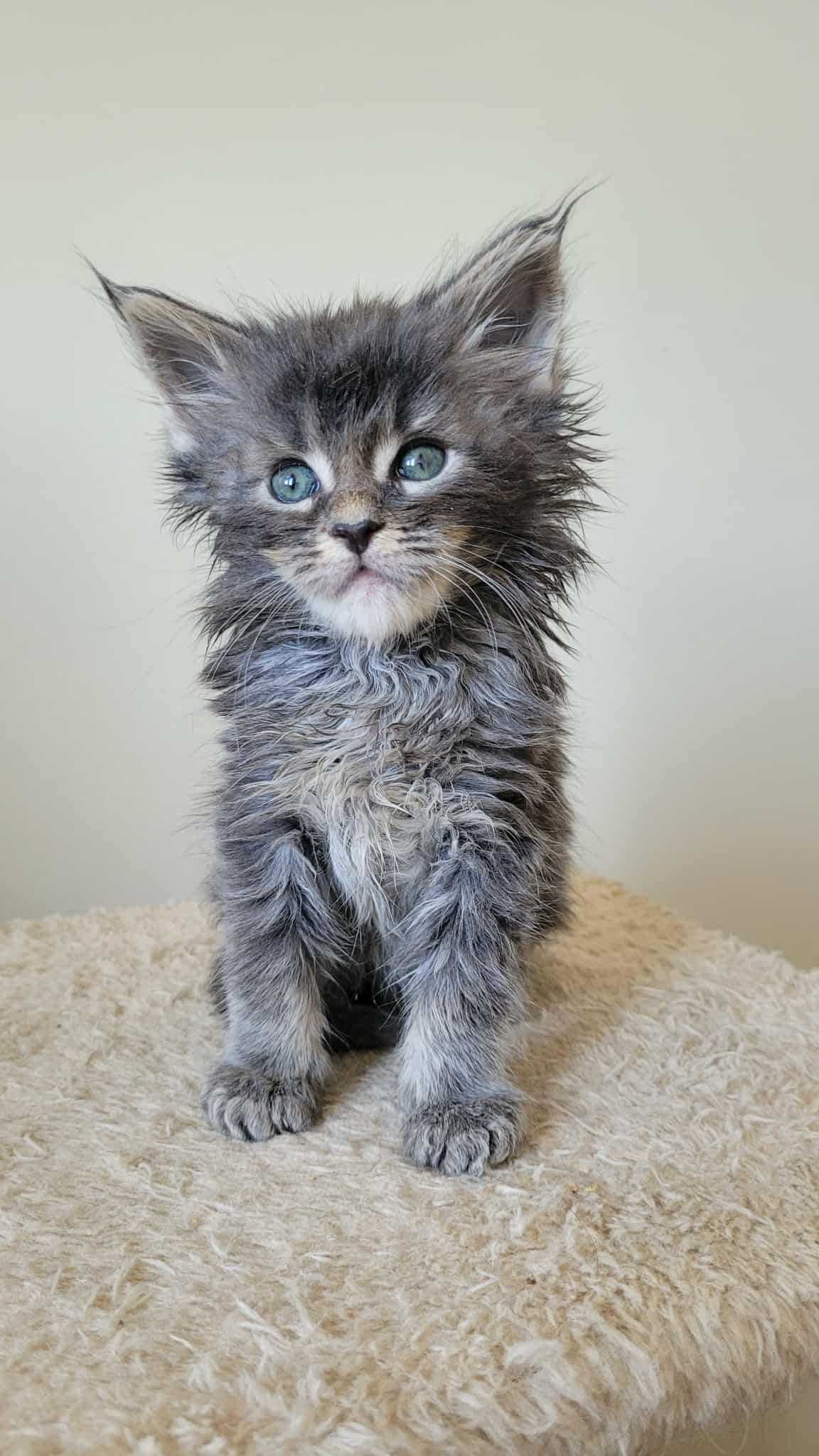 Piękny niebieski "Ticked" kocurek Maine Coon FPL. Ruda Śl.