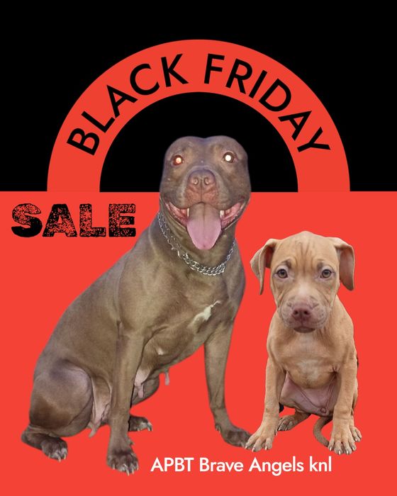 Американский питультерьер