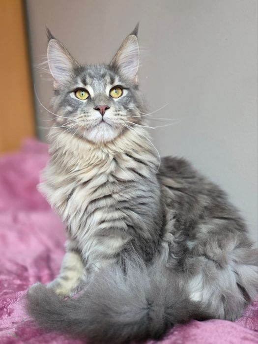 Adopcja kocurek Maine Coon FPL