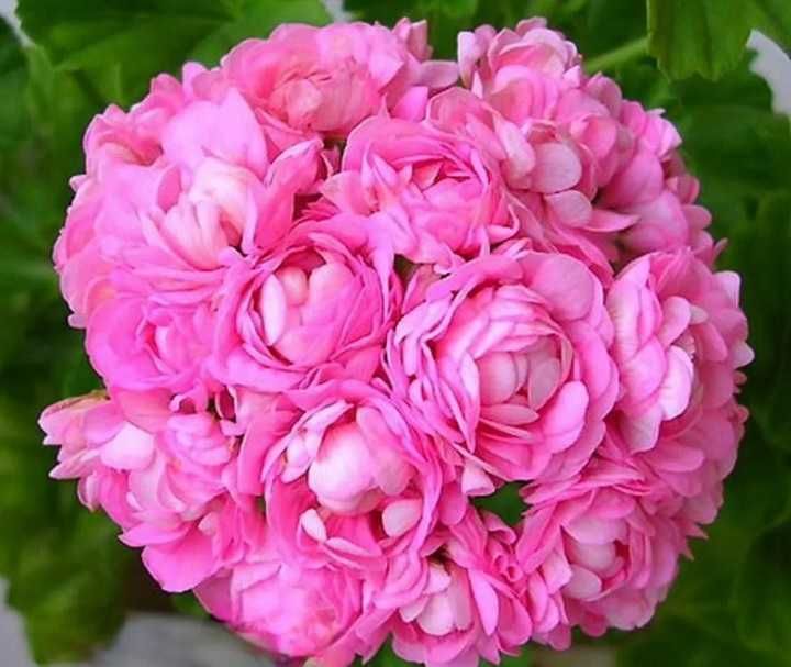 Пеларгония розебудная