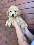 Bichpoo/Poochon/Maltipoo. Pudel/Bichon Frise