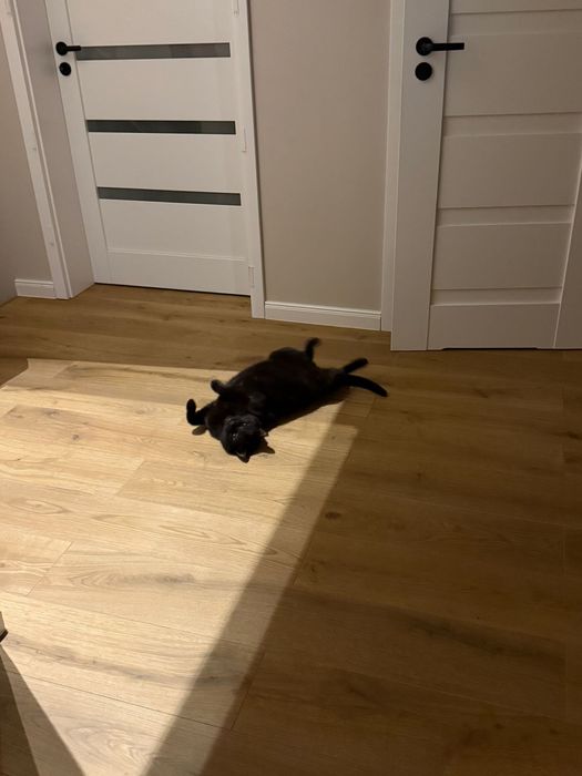 Węgiel – 9 kg szczęścia do pokochania!