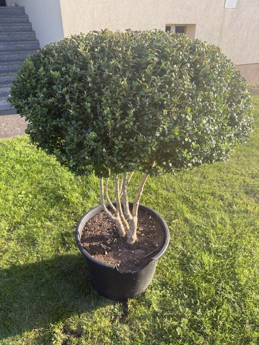 Bukszpan Wieczniezielony Bonsai