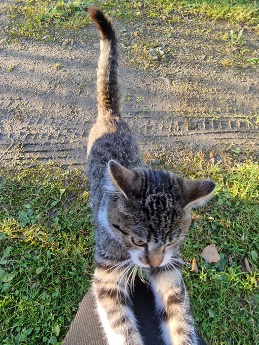 Znaleziono malego Kotka