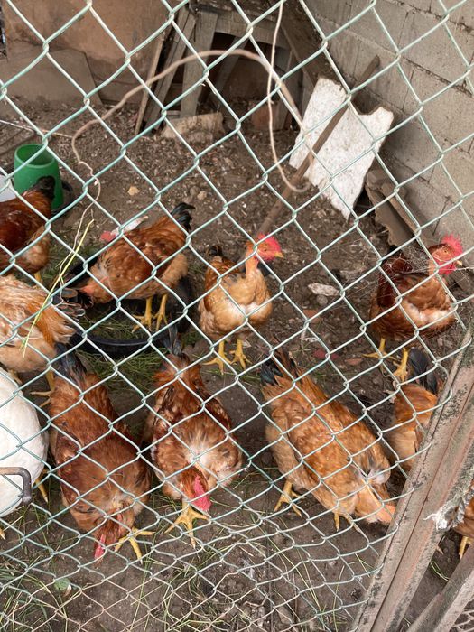 Frangos caseiros vermelhos 4 messes