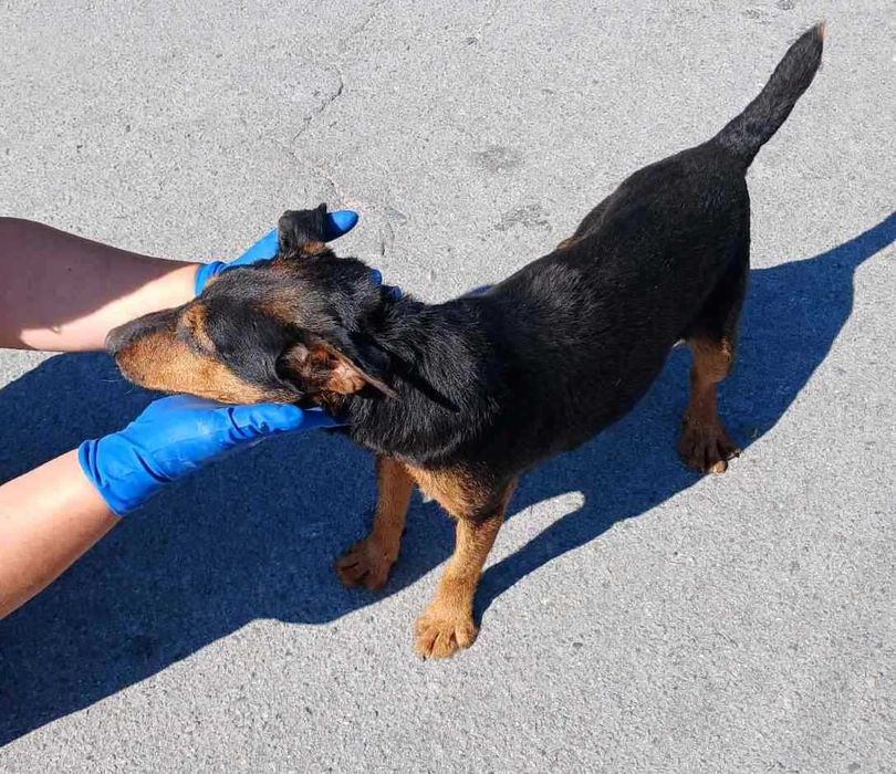 Цуценята від самки кокерспаніель