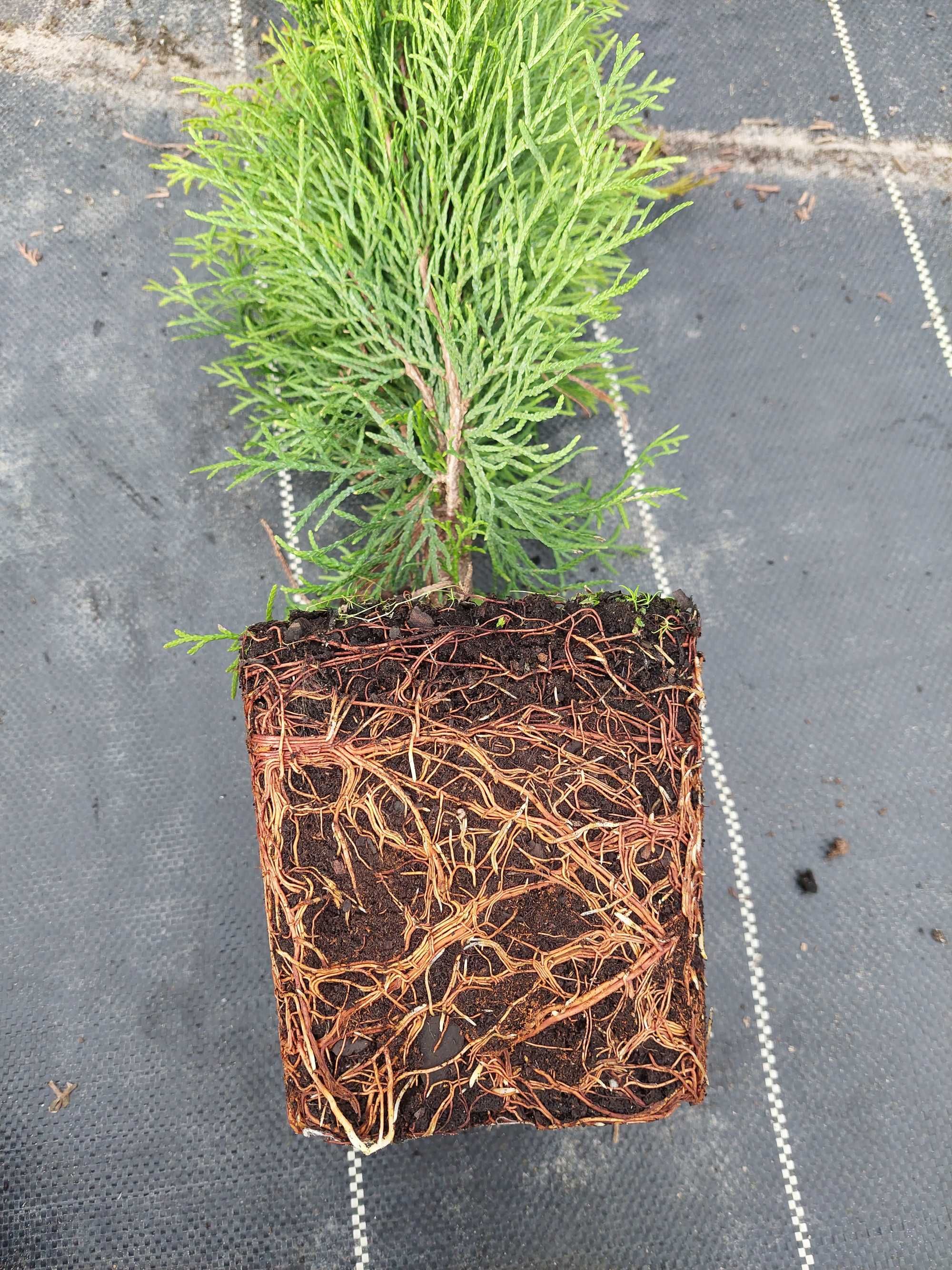 Tuja szmaragd 60-80 cm, doniczka 3L, różne wysokości 40-140cm Sadzenie