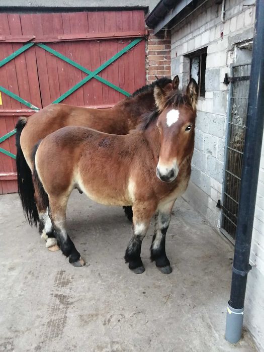 Sprzedam klacz z ogierkiem 6 miesięcy