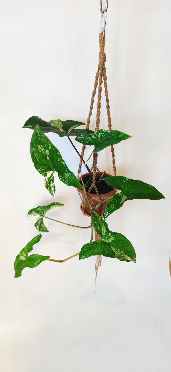 Syngonium emerald gem variegata, makrama.