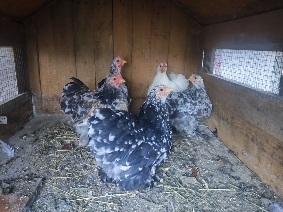 Koguty Kochin karzełek