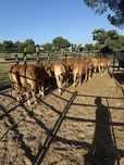 Lote vitelos machos limousines disponiveis