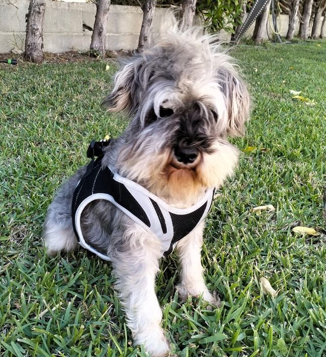 Cadela de porte pequeno para adoção responsável.