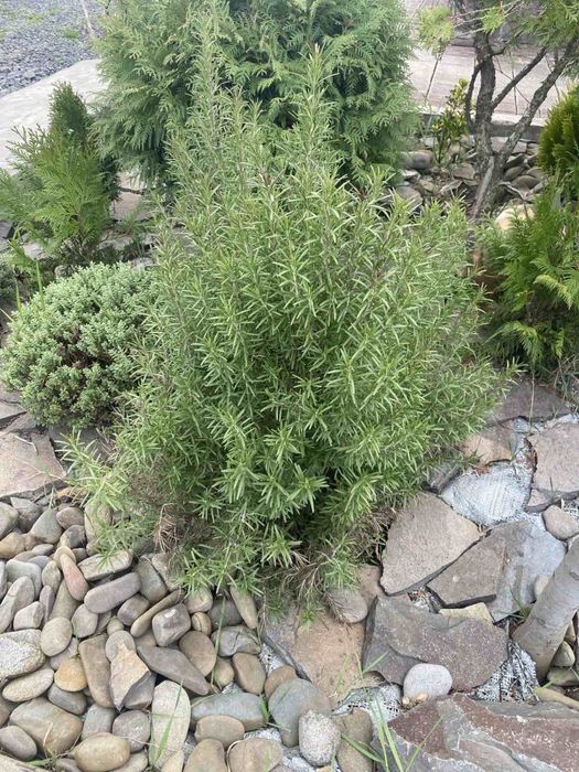 Продам сажанці декоративні і плодові рослини