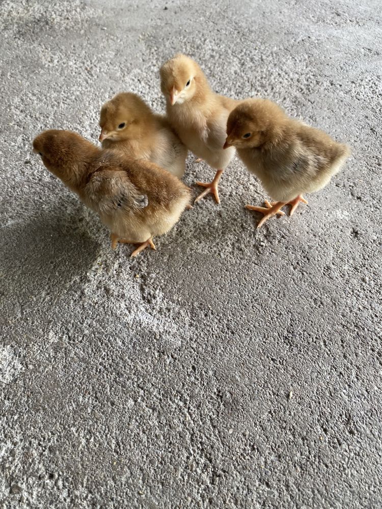 Pintainhos de várias raças: Leghorn tricolor, cream legbar, azur.