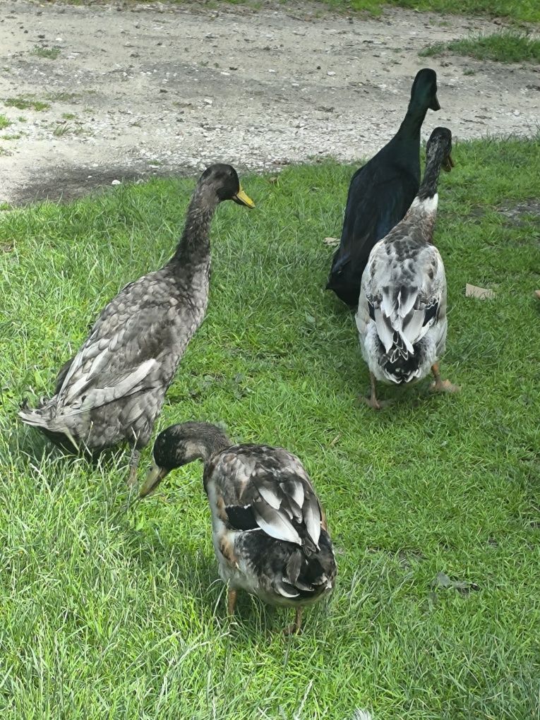 Sprzedam 2 kaczory biegusy , młode kaczki Pekin