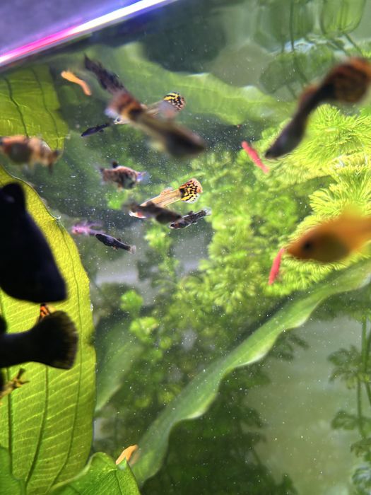 Młode Molinezje Narybek