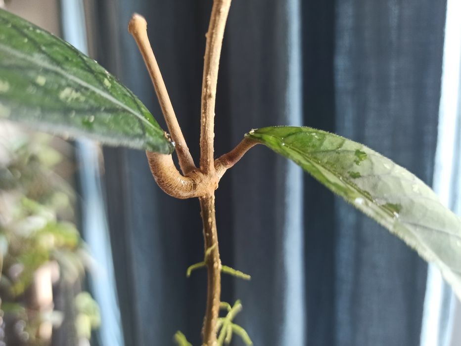 Hoya sp Sumatra hoja