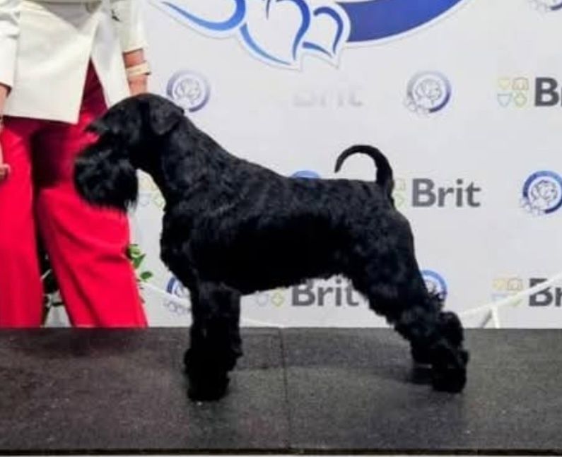 Sznaucer Miniaturowy Czarny FCI