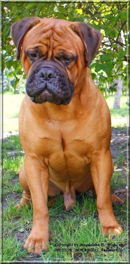 Bullmastiff - zapowiedź szczeniąt