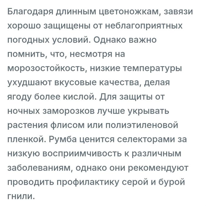 Рассада клубника Румба