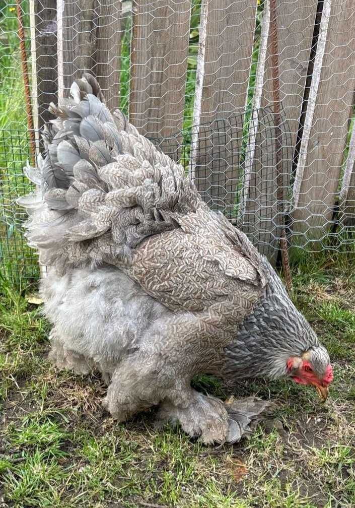 Ovos galados/ férteis de brahma BSO