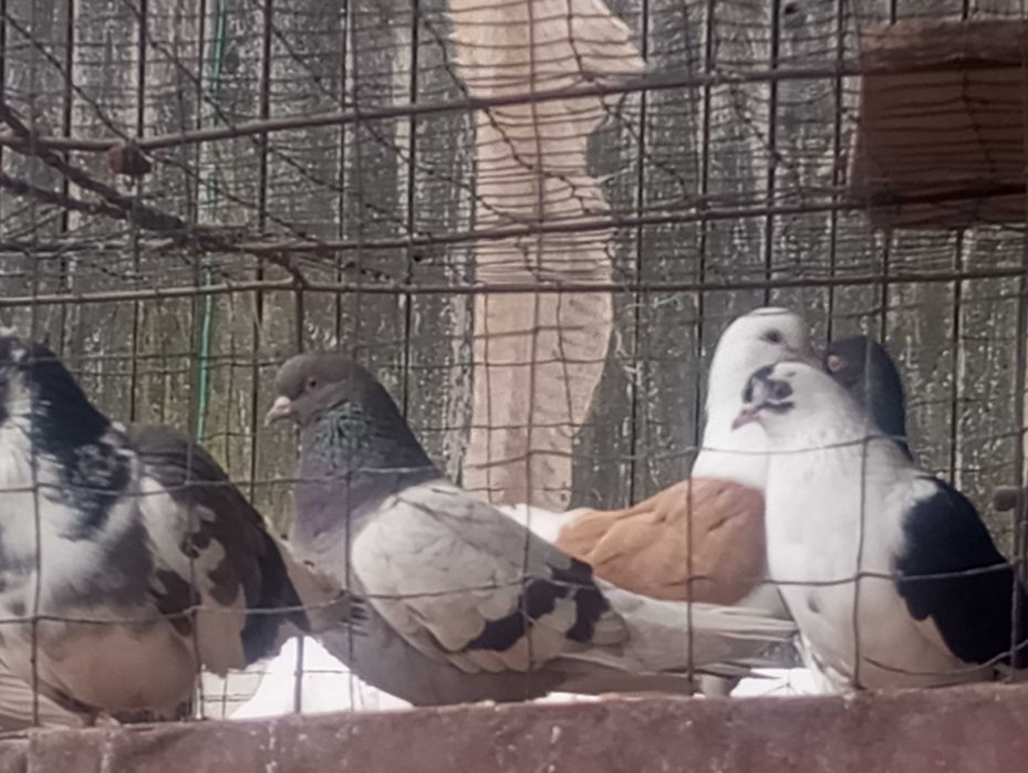 Gołębi ozdobne  rysie  szariki