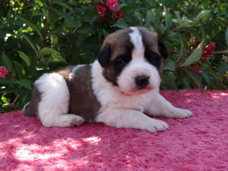 Moskiewski pies stróżujący z Rodowodem Nie Owczarek Kaukaz Bernardyn