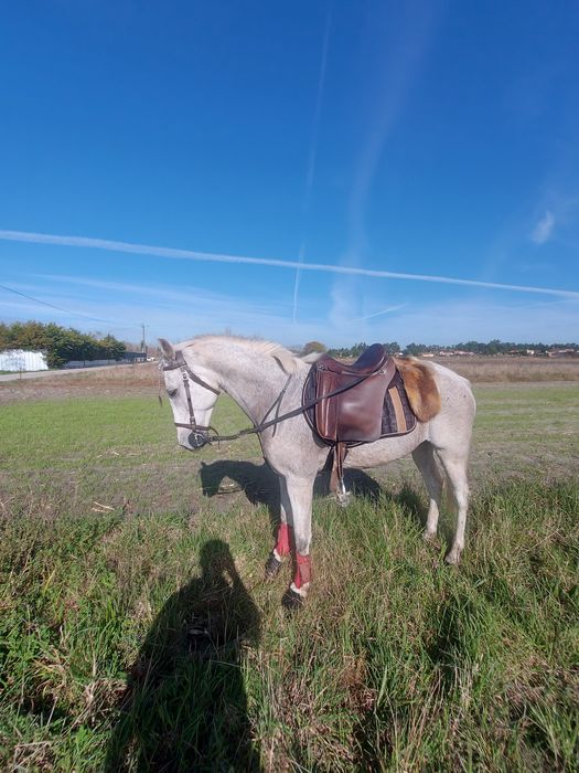 Vendo égua  montada