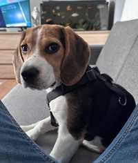 Oddam szczeniaka Beagle (suczka)