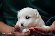 Coton de Tulear bliski krewny Hawańczyka ZKwP