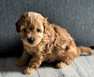 Karmelowy piesek maltipoo
