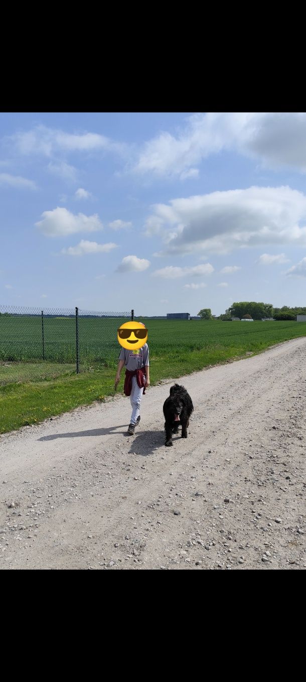 Oddam pieska w dobre ręce