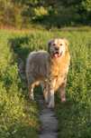 Golden Retriever biszkopt oddam Poznań okolice