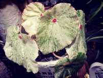 Begonia Rouge Variegata ULTRA biała monstera philodendron filodendron