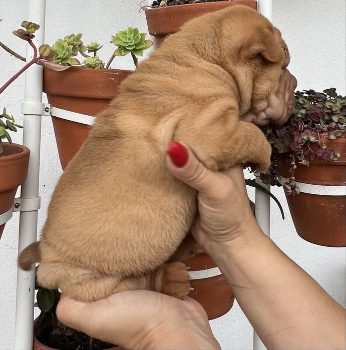 Shar Pei / sharpei