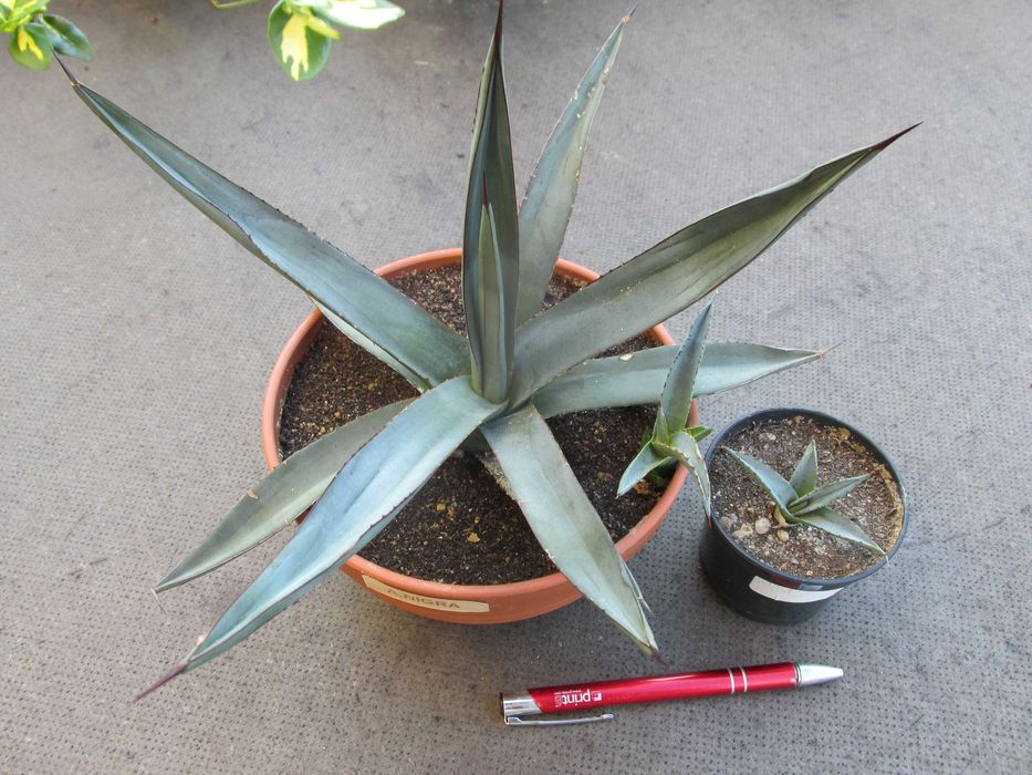 Mrozoodporna agawa do -12°C - Agave x nigra - sadzonka
