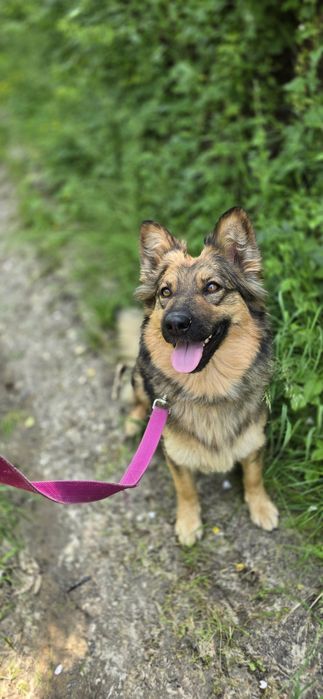 Przepiękną Mishel czeka w Schronisku