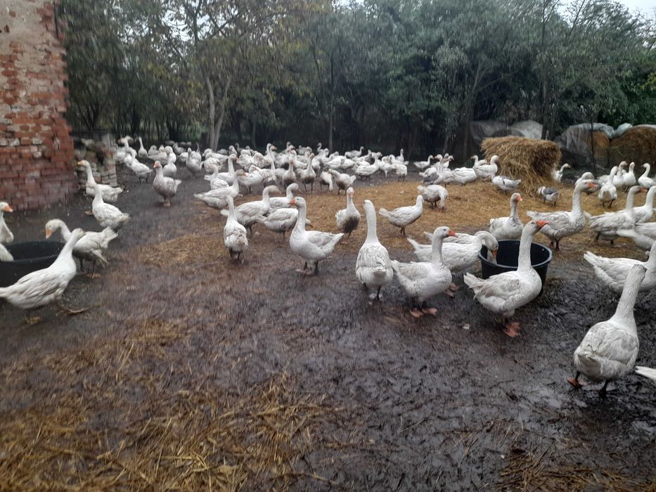 Gęsi żywe.Białe.