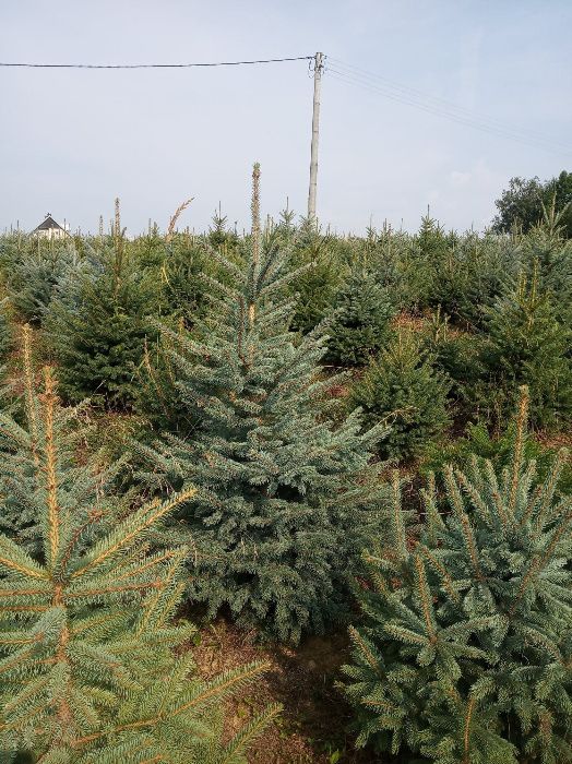 Świerk srebrny, jodła kaukaska, kalifornijska,TUJE DO 300CM, od ogordu