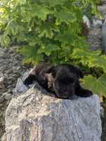 Yorkshire terrier Black