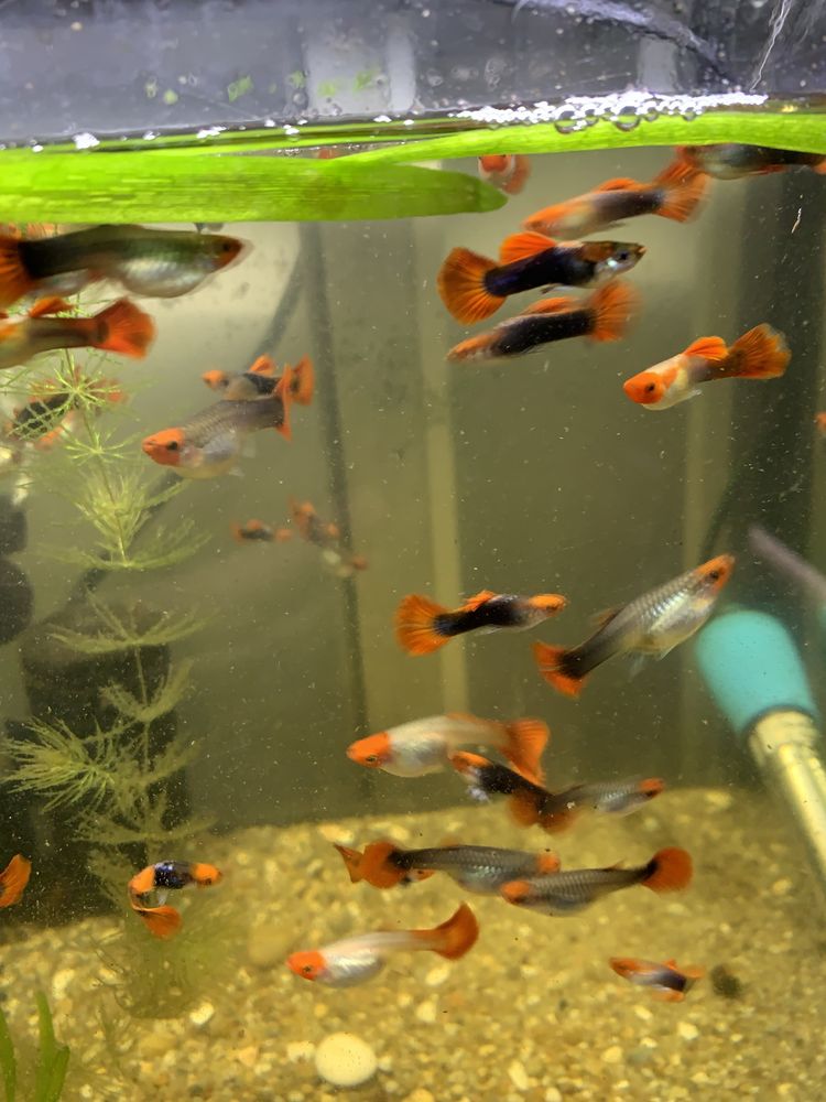 Guppys koi linha pura