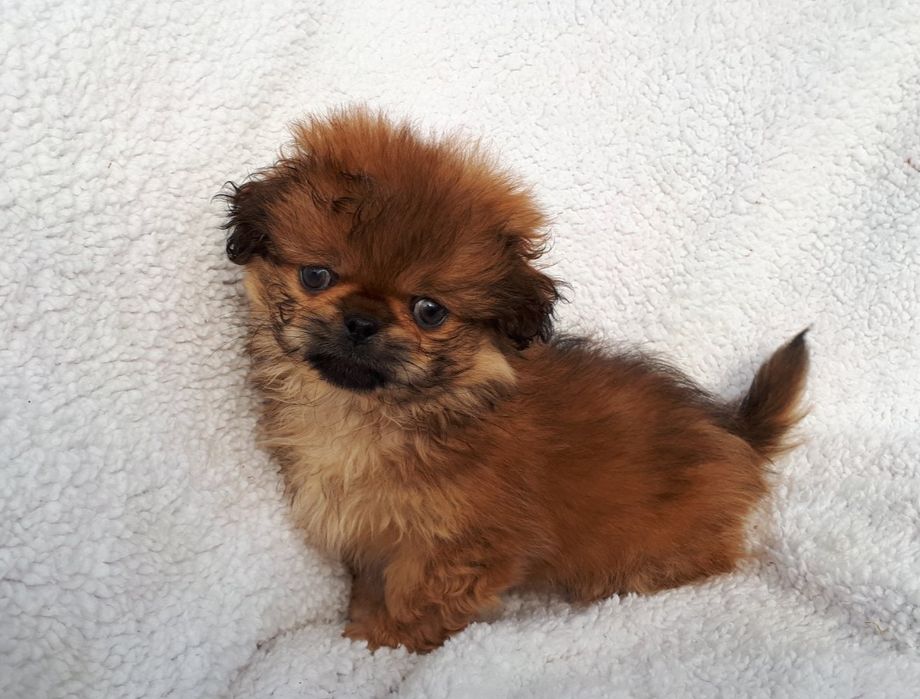 Продам цуценята пекінеса -хлопчики та дівчатка