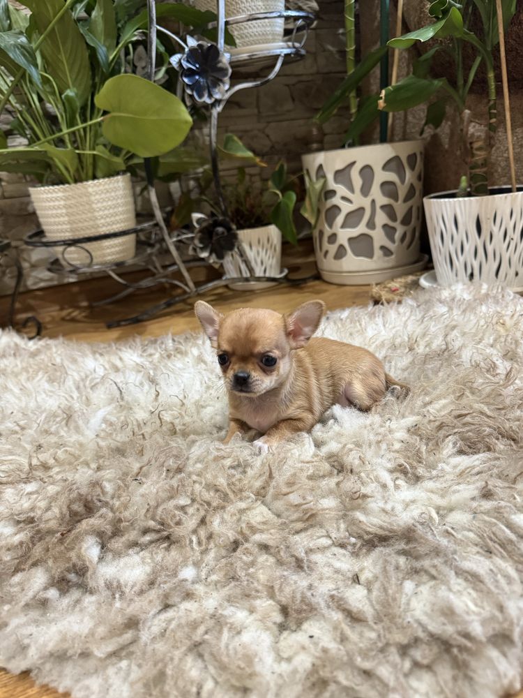 chihuahua krótkowłosy