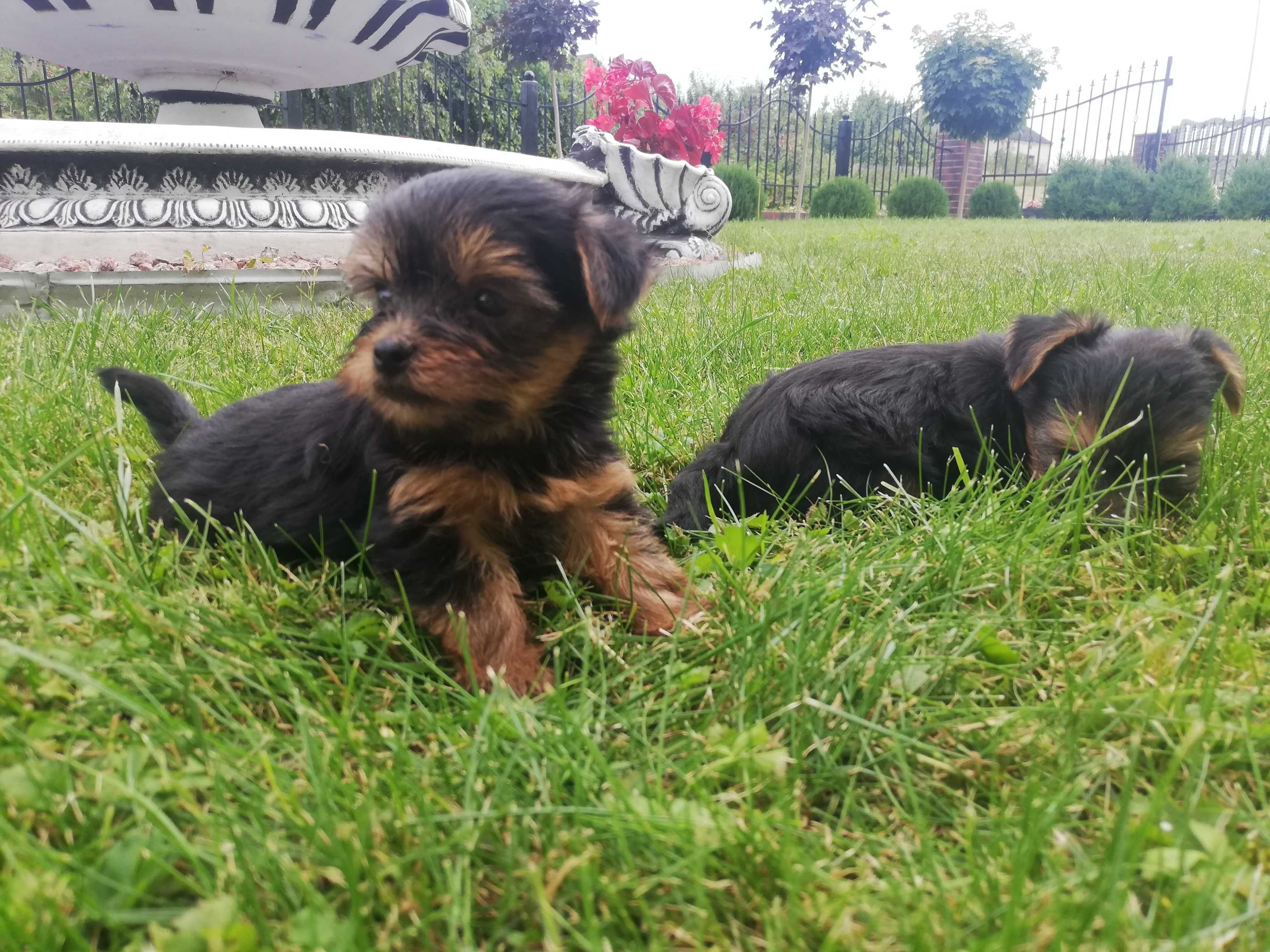 Yorkshire terrier,York, Mini