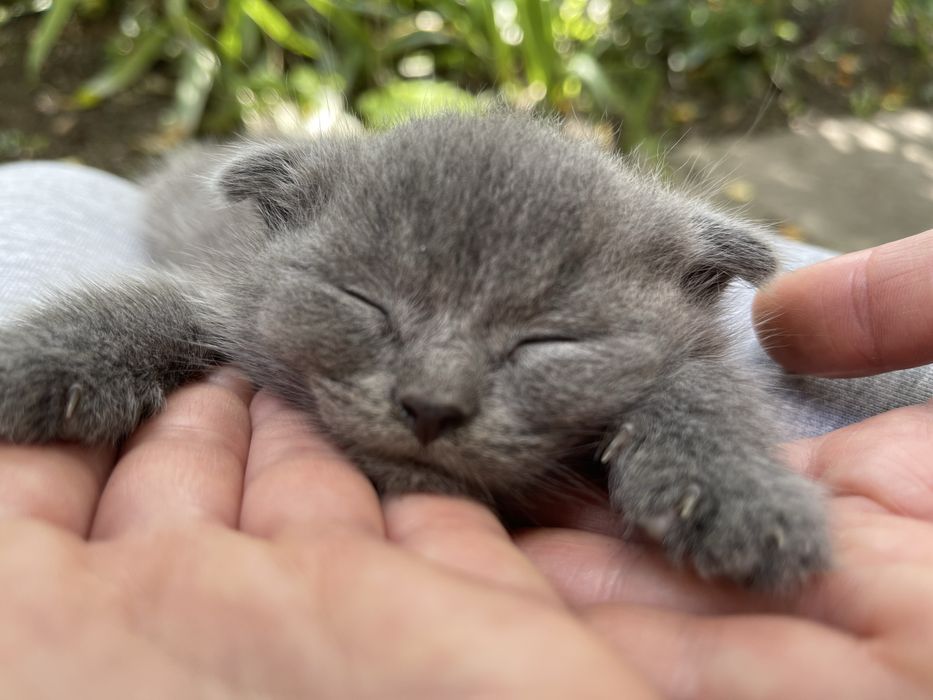Кошеня висловухе шотландець