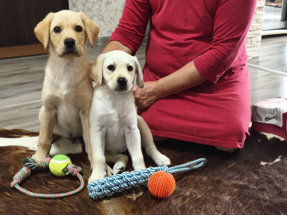 Шоколадные щенки Лабрадора есть Палевый и Черный, Доставка в Германию