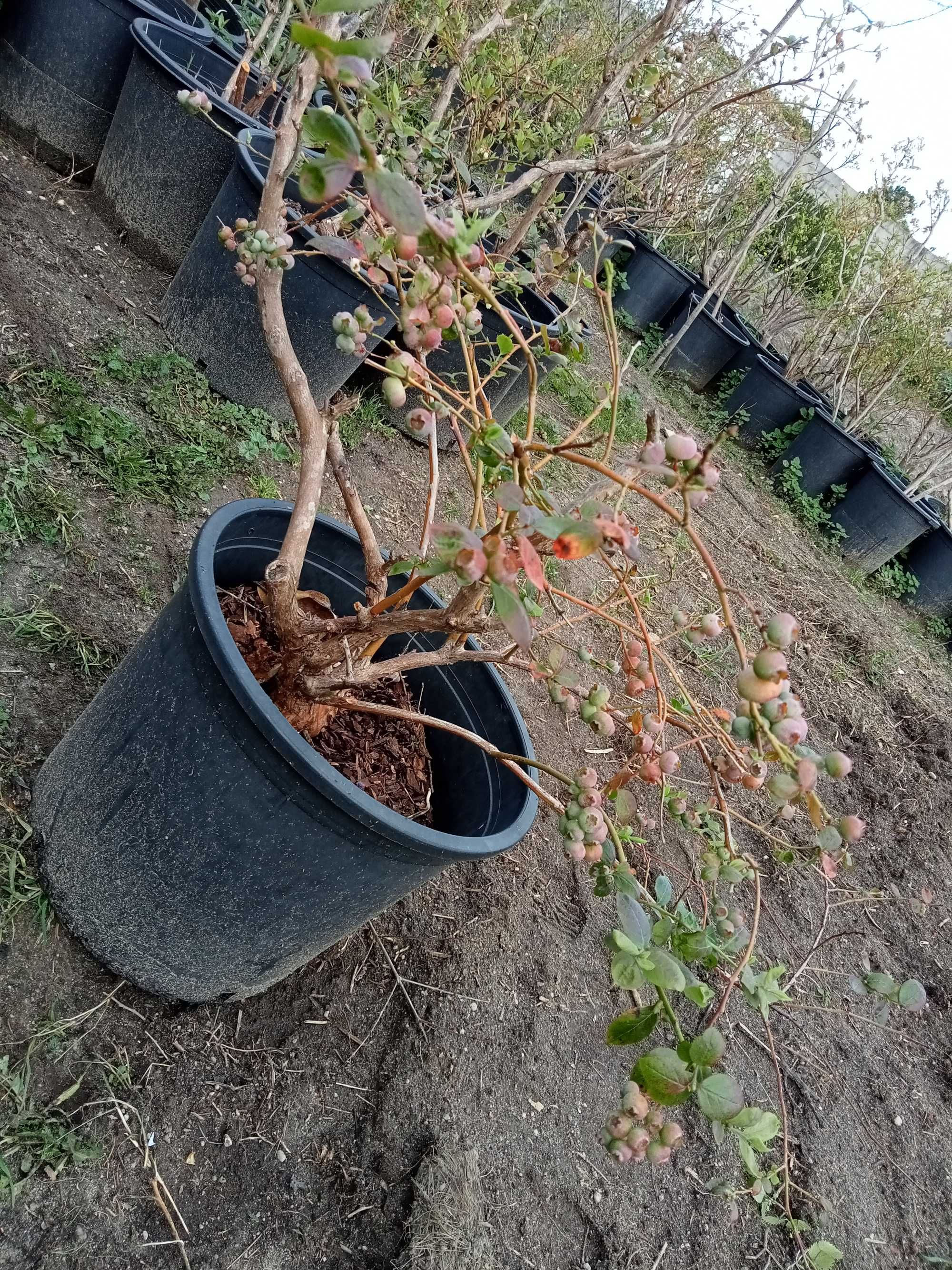 Plantas de Mirtilo com fruta