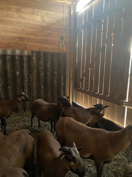 Sprzedam owce kameruńskie